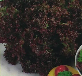 Organic Lettuce Lollo Rossa Seeds