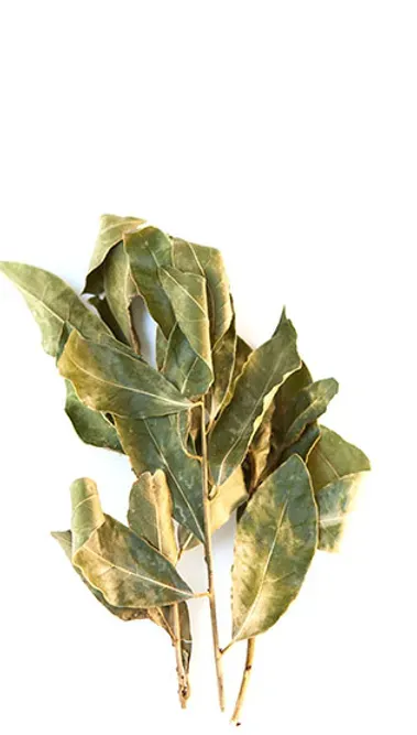Organic Sicilian Bay Leaves from Gangi Dante