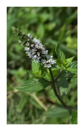 Peppermint leaf 2 oz. Bulk Herb