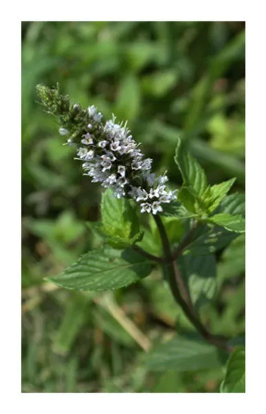 Peppermint leaf 2 oz. Bulk Herb